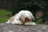 TERRIER DU TIBET 383